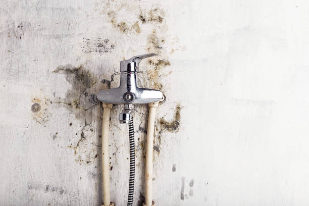 Best Black Mold Removal  in Keego Harbor, MI