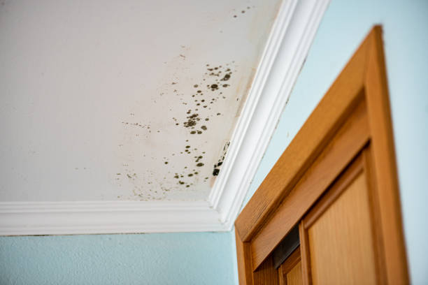 Best Certified Mold Removal  in Keego Harbor, MI