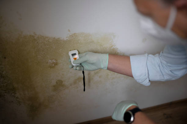 Best Mold Damage Repair  in Keego Harbor, MI