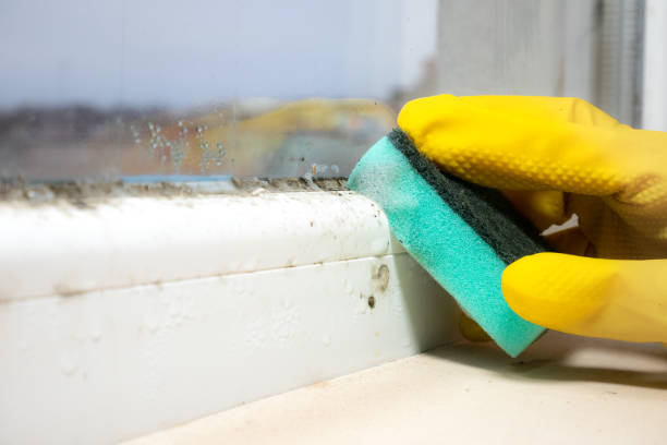Attic Mold Removal in Keego Harbor, MI