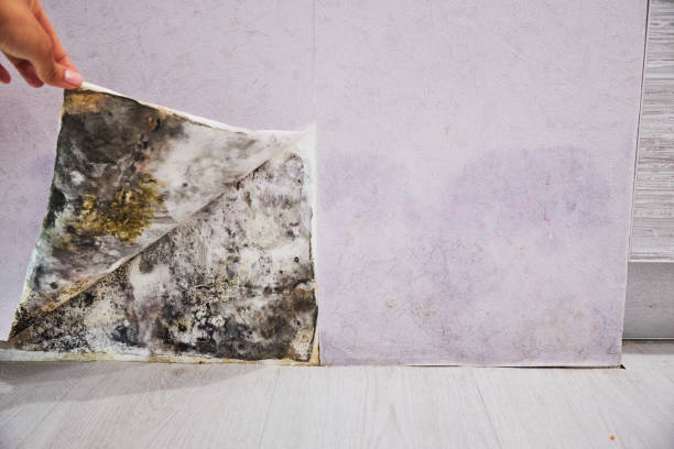 Best Mold Removal Near Me  in Keego Harbor, MI